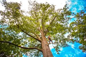 How Our Tree Care Process Works  in  Myrtle Grove, FL