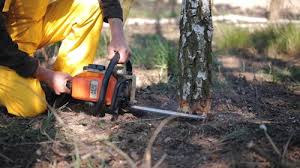 Best Stump Grinding and Removal  in Myrtle Grove, FL